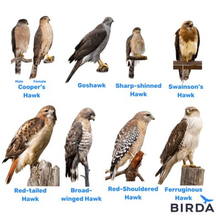 What is Hawk Utah: A Comprehensive Guide to Understanding This Unique Species